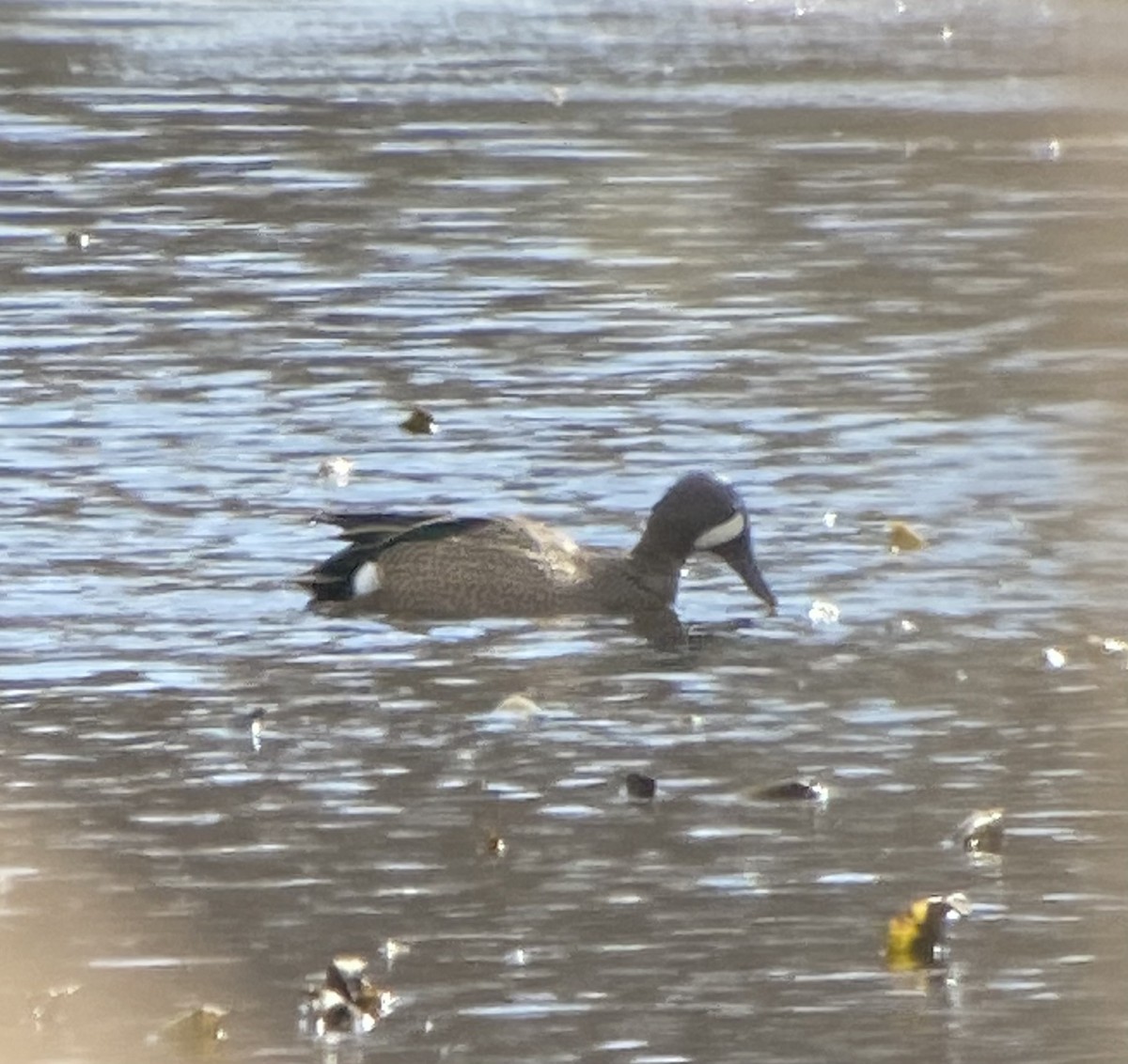 Blue-winged Teal - ML424829431