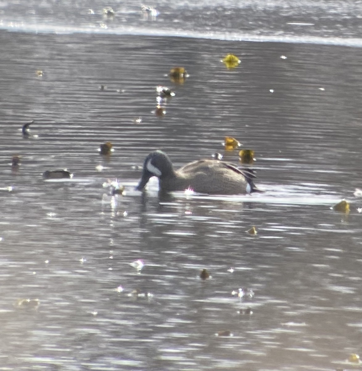 Blue-winged Teal - ML424829441