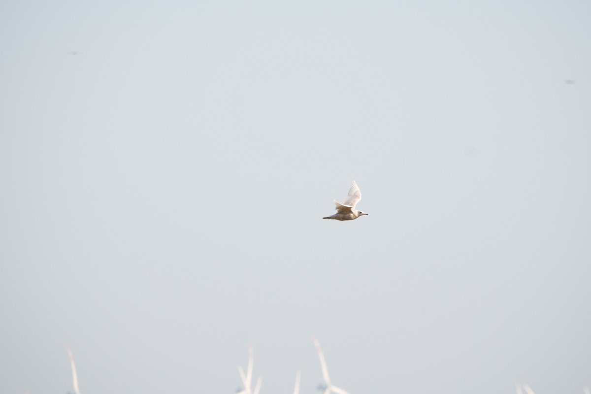 Glaucous Gull - ML424831481