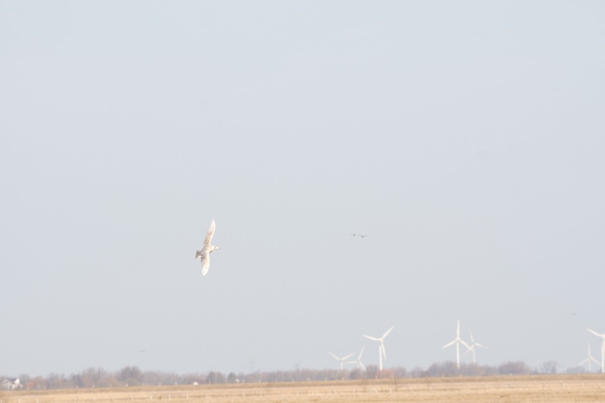 Glaucous Gull - Felix Mittermayer