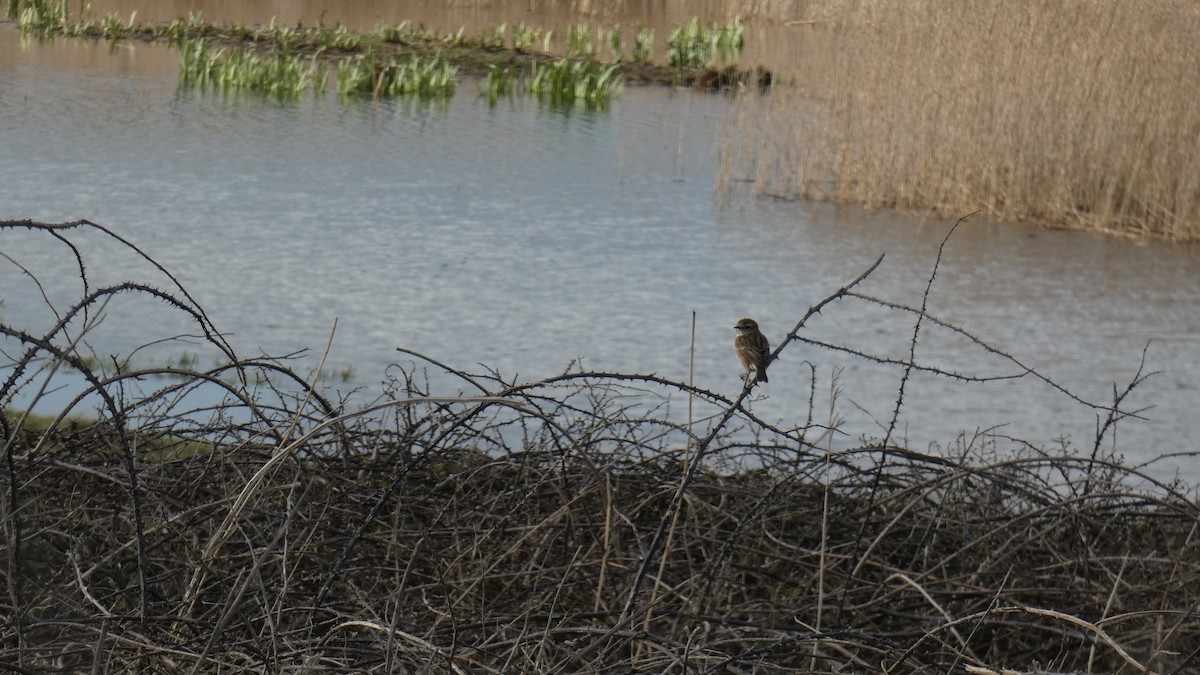 European Stonechat - ML424833801