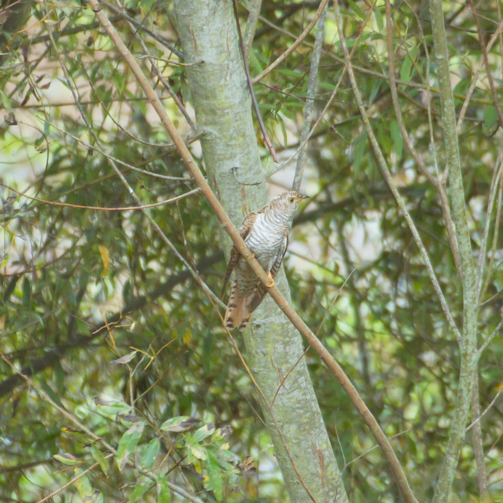 Common Cuckoo - ML424834341