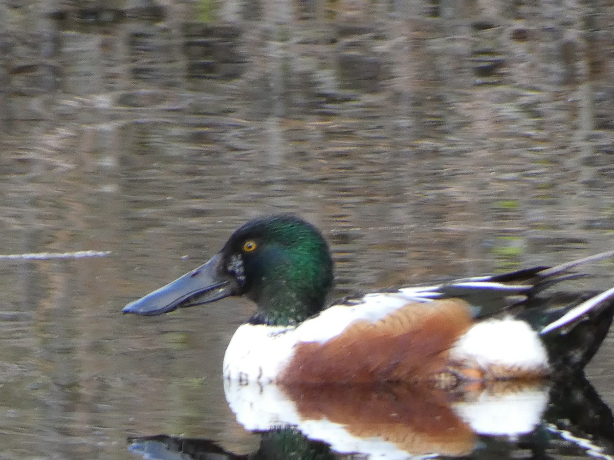 Northern Shoveler - ML424839021