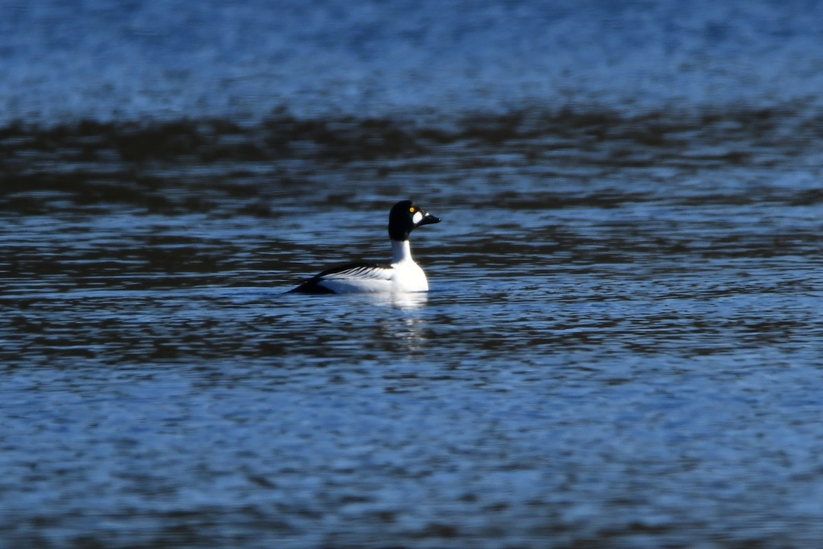 Common Goldeneye - ML424840921