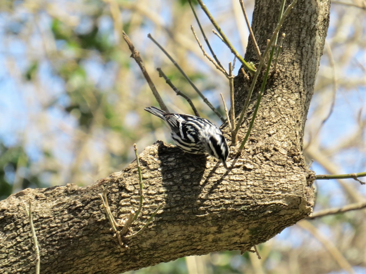 Black-and-white Warbler - ML424841361