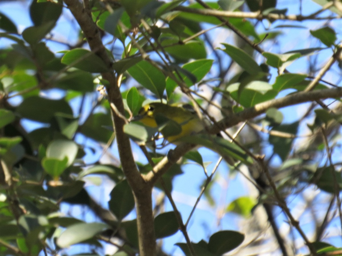 Yellow-throated Vireo - Becca Taylor