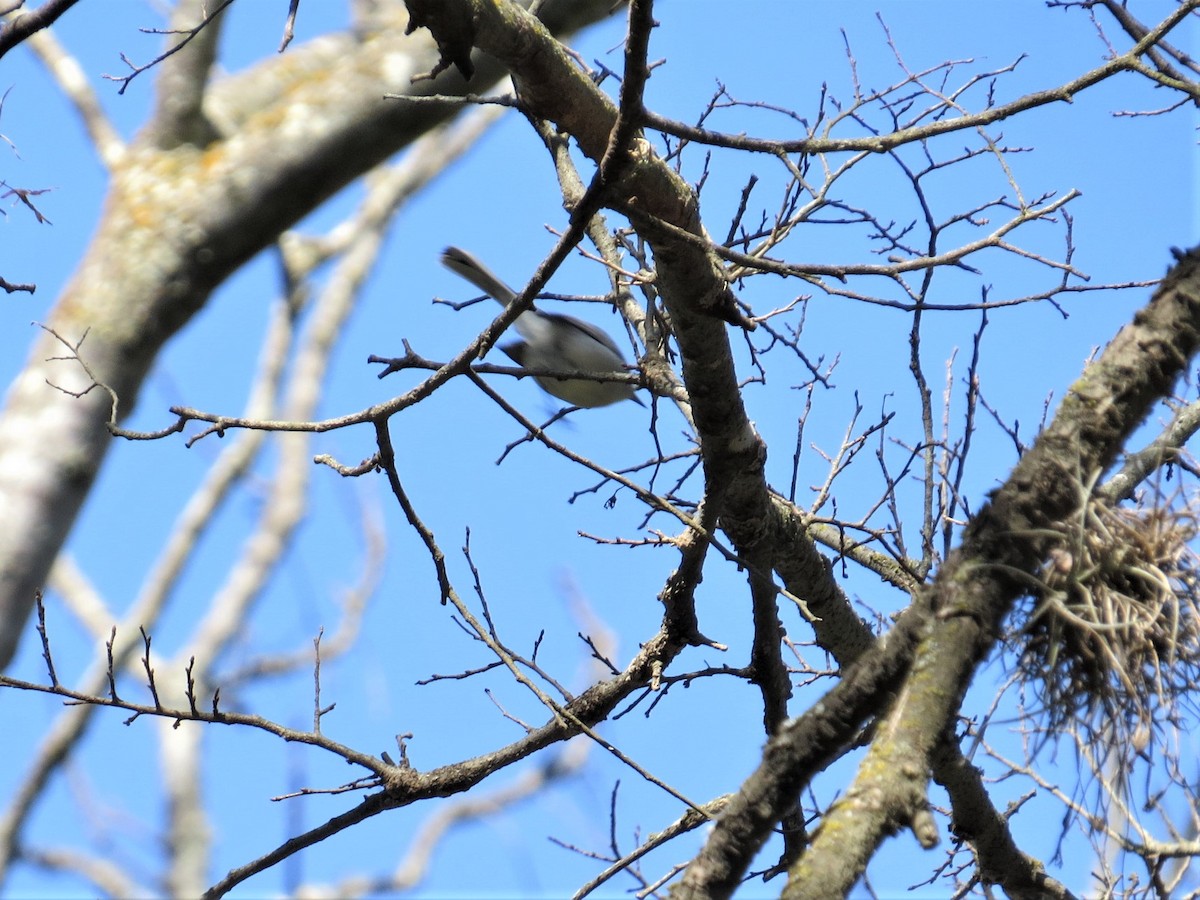 Blue-gray Gnatcatcher - ML424841491