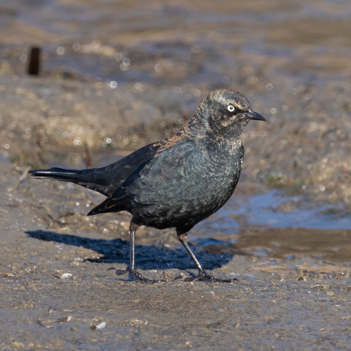 Rusty Blackbird - ML424842151