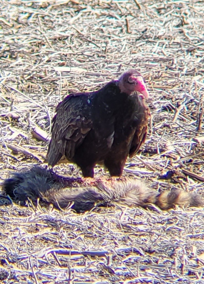 Turkey Vulture - ML424843521