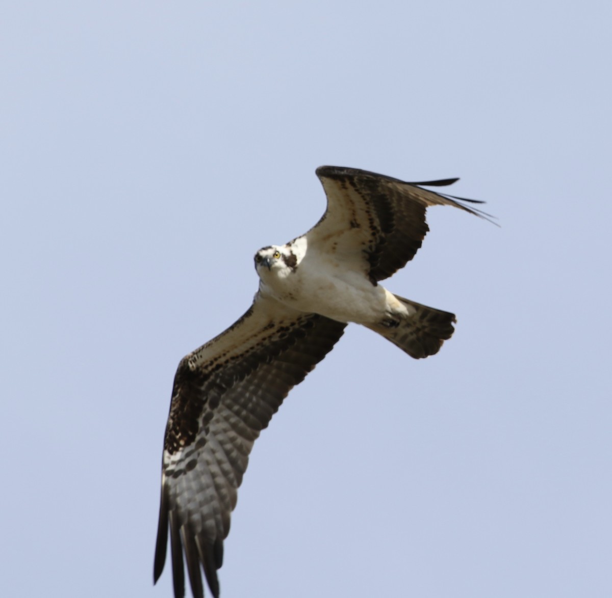 Águila Pescadora (carolinensis) - ML424843751