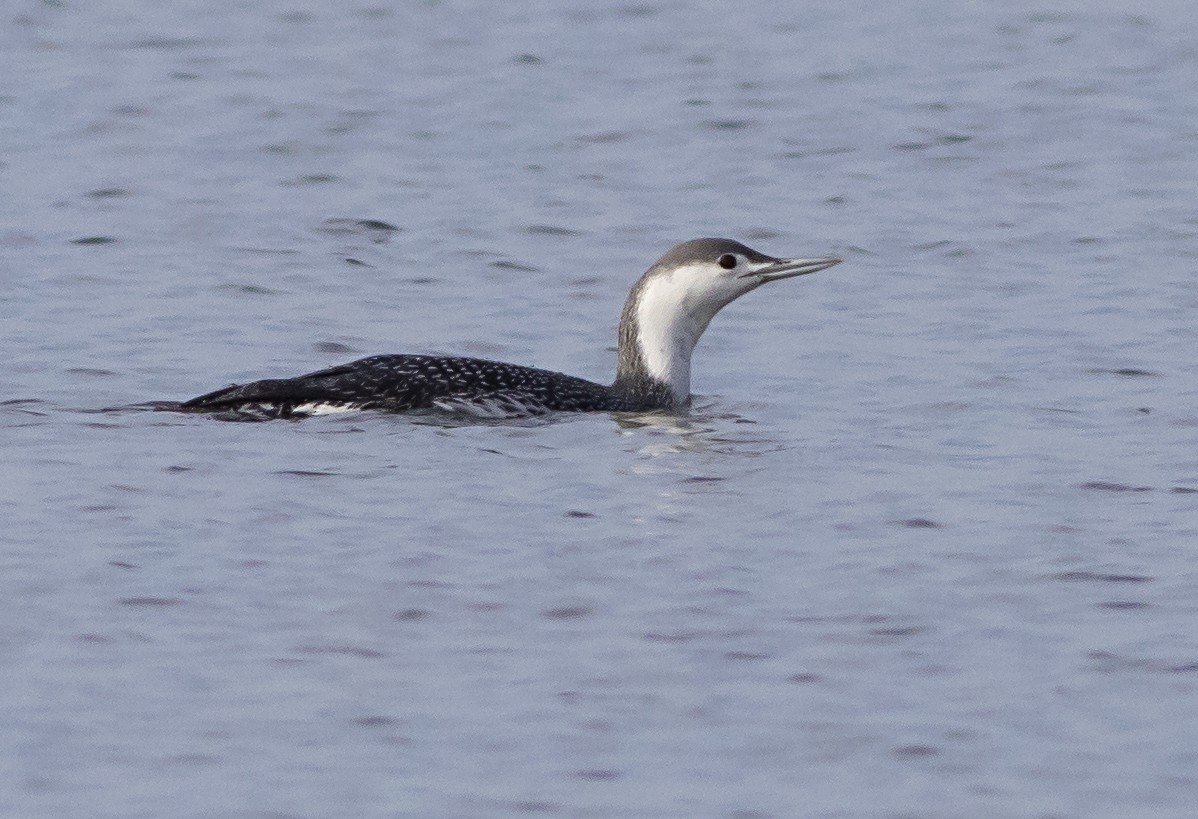 Red-throated Loon - John Gluth