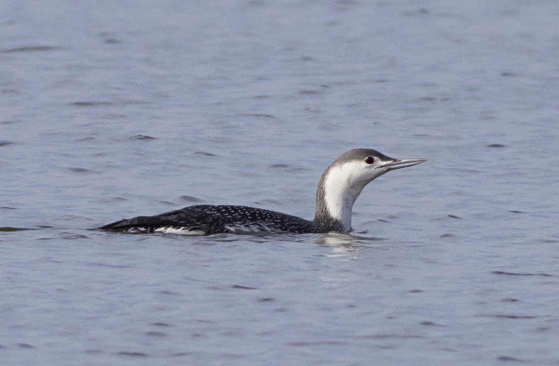 Red-throated Loon - ML424845061