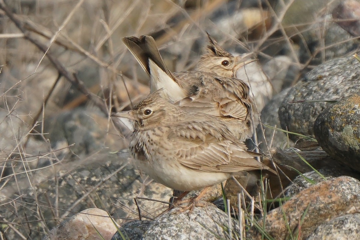 Crested Lark - ML424849451