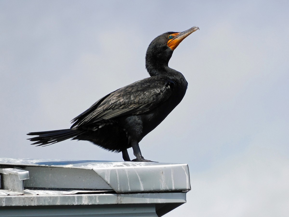 Double-crested Cormorant - ML424850421