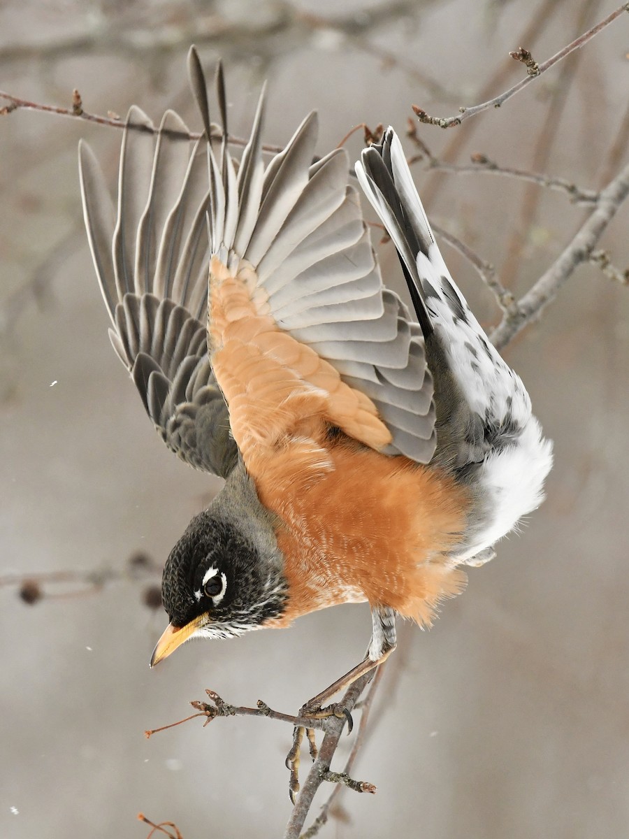 American Robin - Bill Massaro