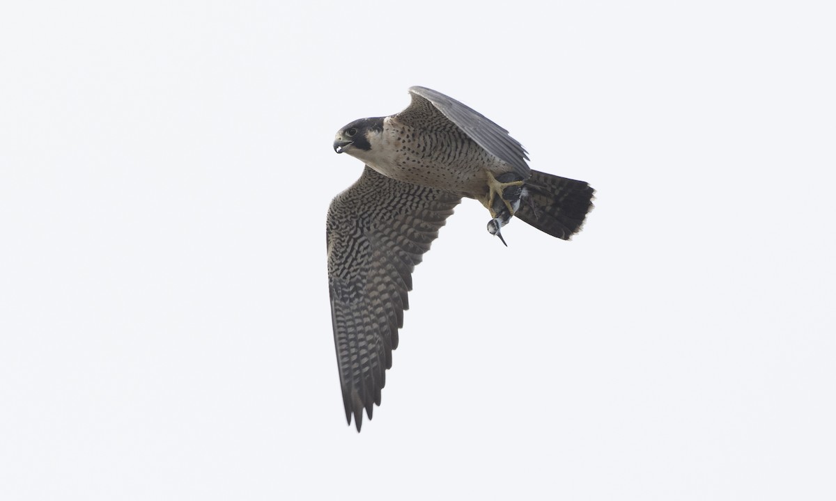 Peregrine Falcon (North American) - Falco peregrinus anatum