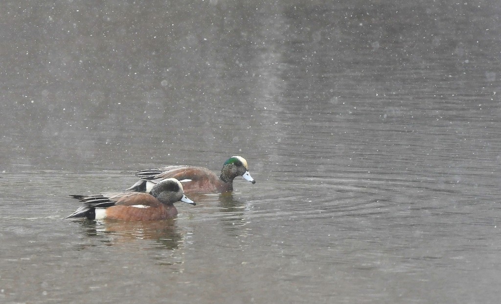 American Wigeon - Jaime Thomas