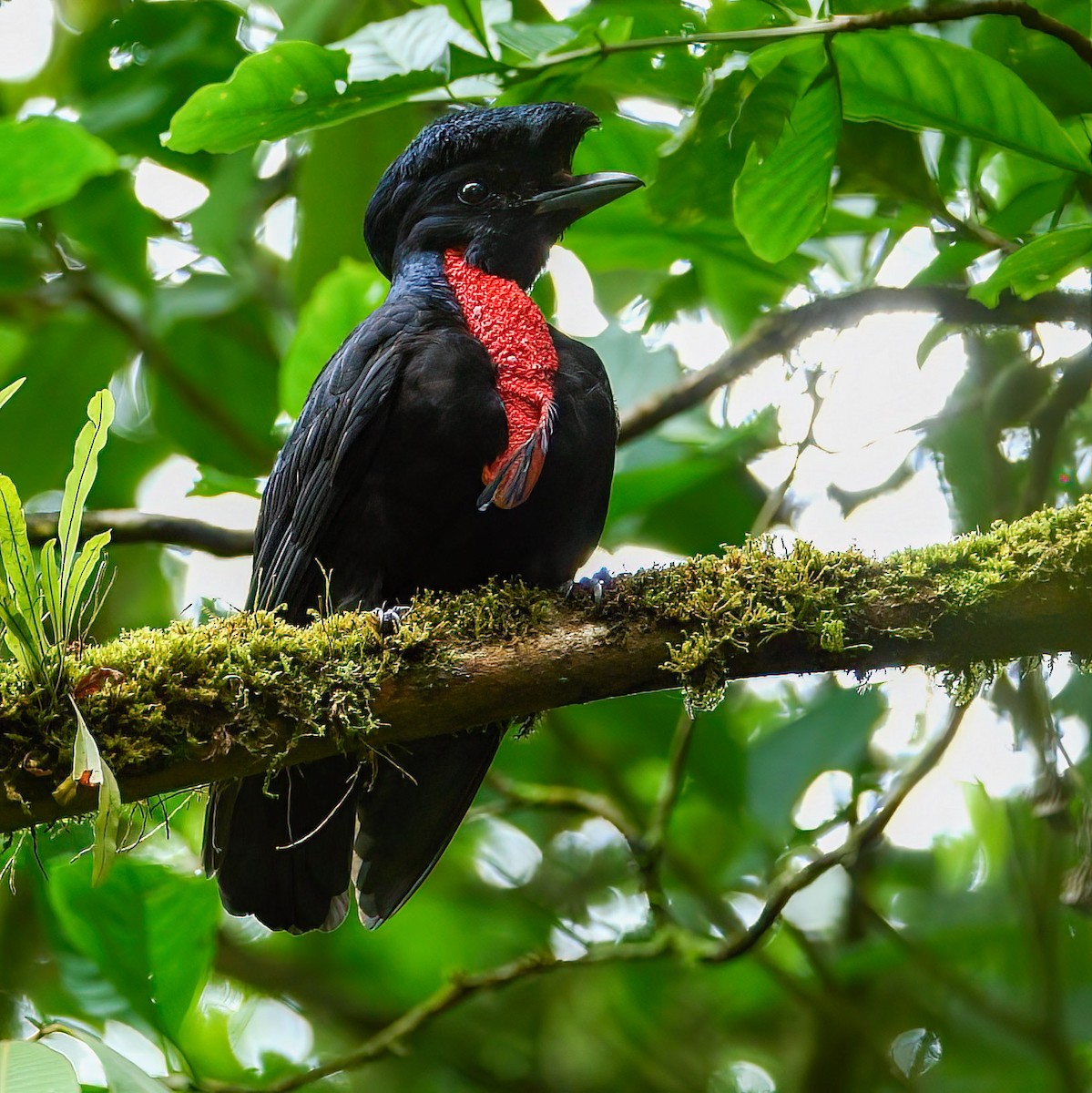 Bare-necked Umbrellabird - ML424856871