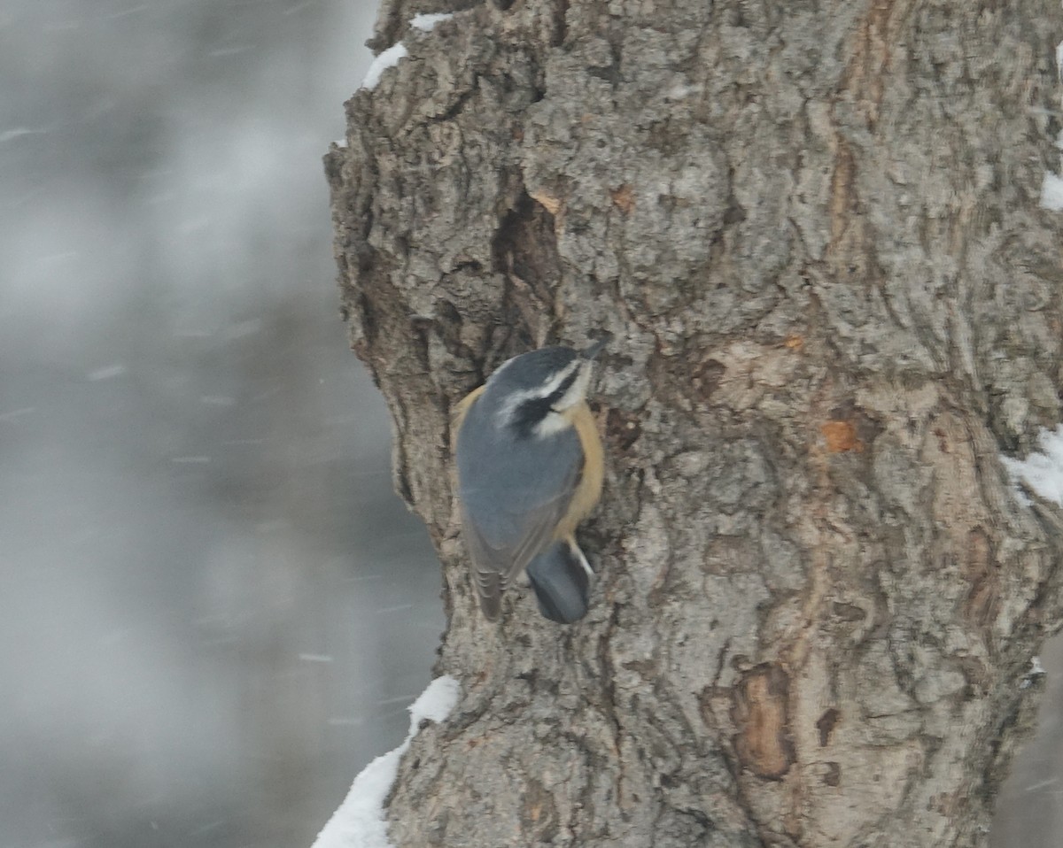 Red-breasted Nuthatch - ML424859441