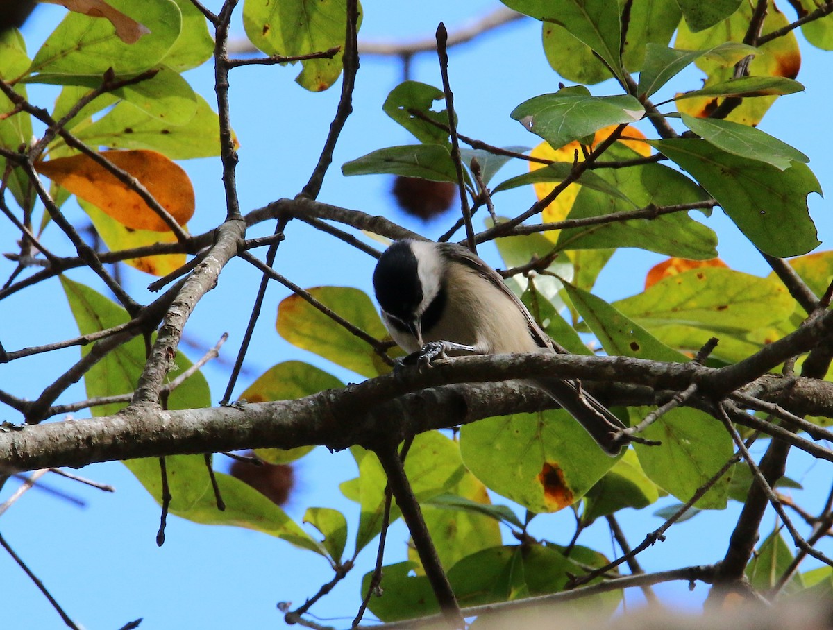 Carolina Chickadee - ML42485981