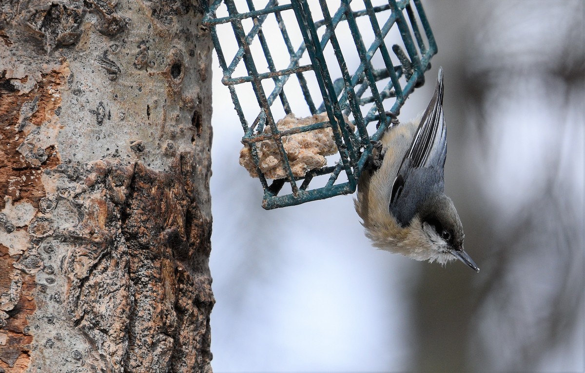 Pygmy Nuthatch - ML424860571