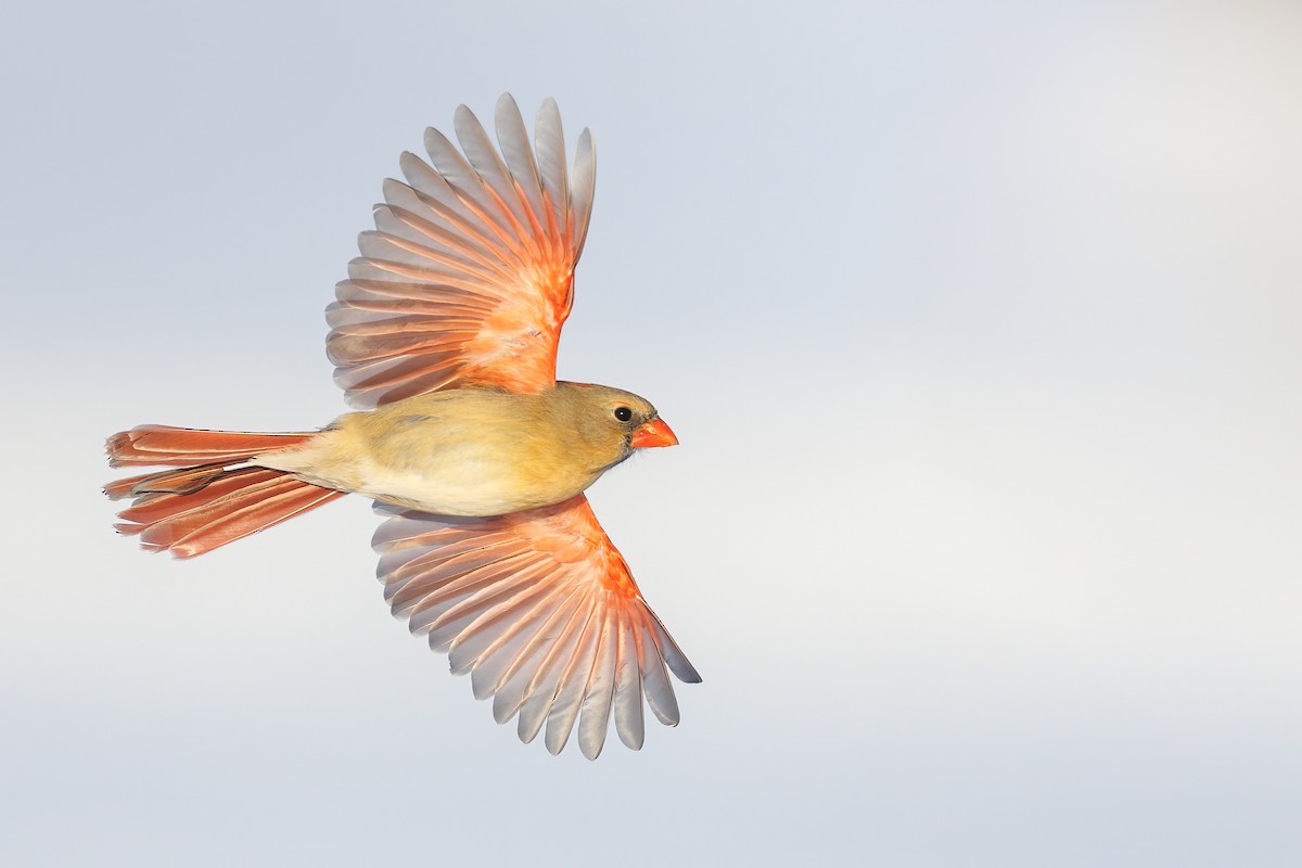 Northern Cardinal - ML424860971