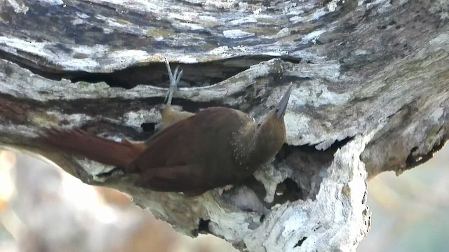 Cinnamon-throated Woodcreeper - ML424862871