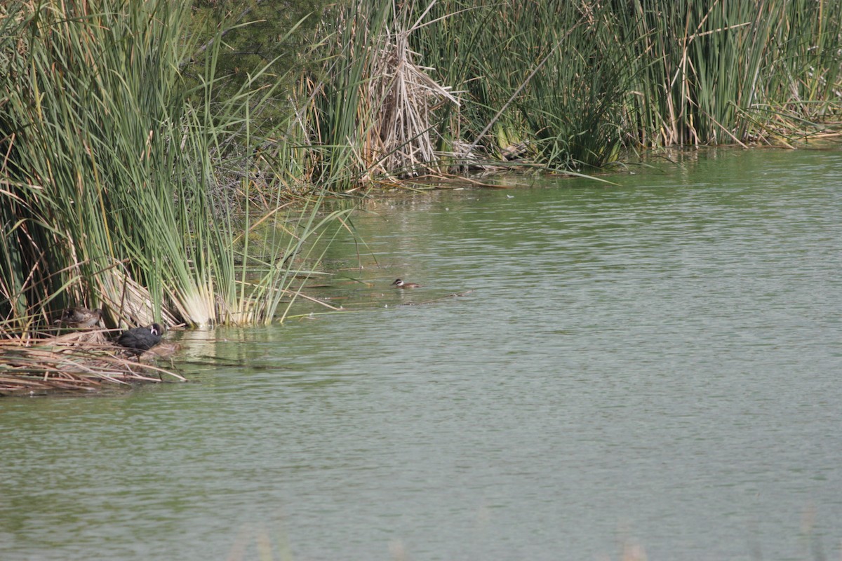 White-headed Duck - ML42486481