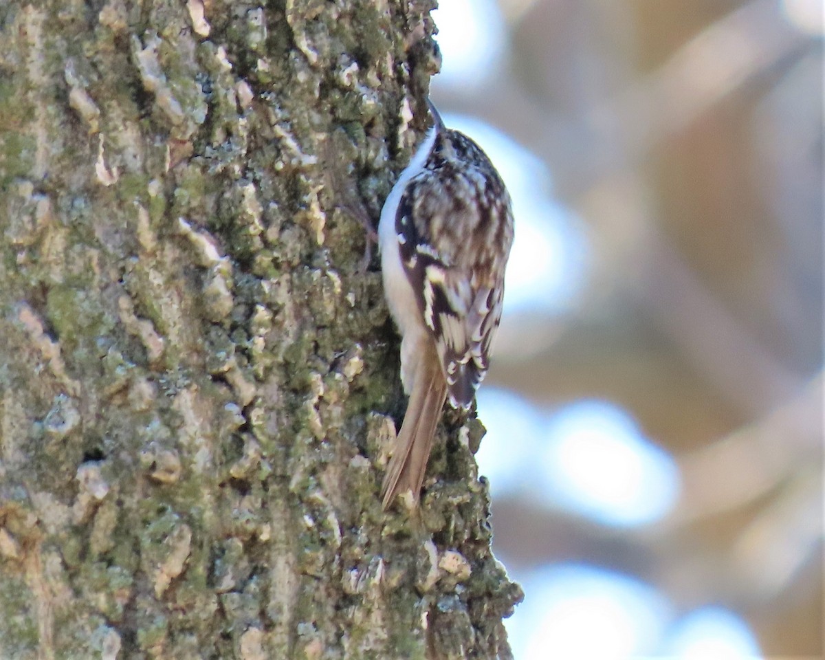 Brown Creeper - Pat Sterbling