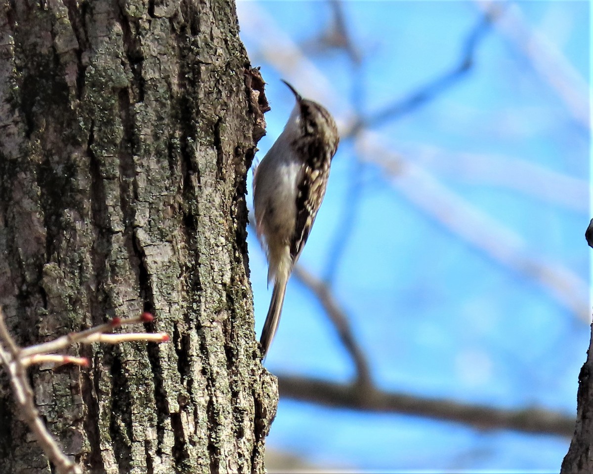 Brown Creeper - Pat Sterbling