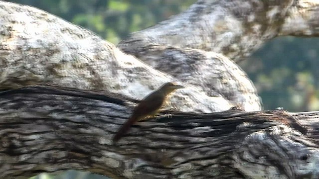 Cinnamon-throated Woodcreeper - ML424866771