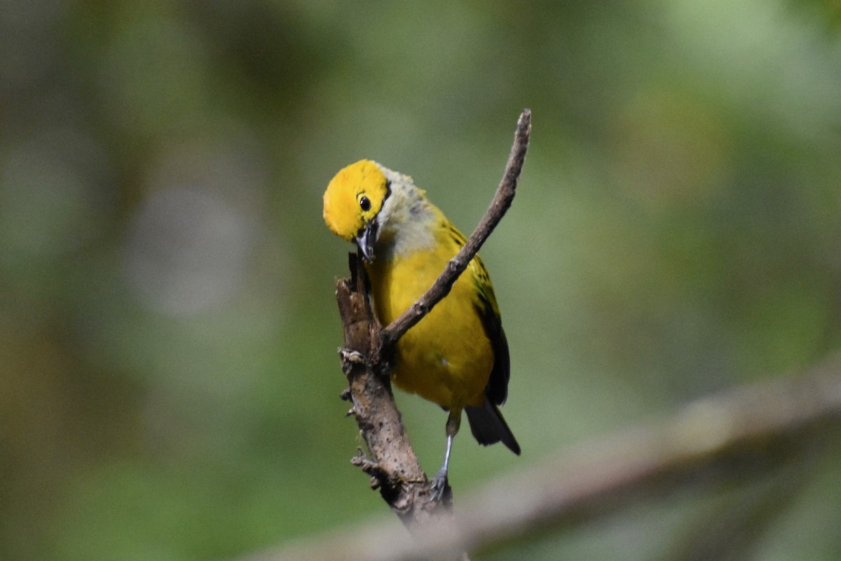 Silver-throated Tanager - Alena Capek