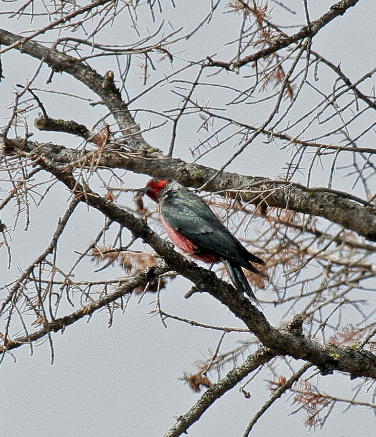 Carpintero de Lewis - ML424869811