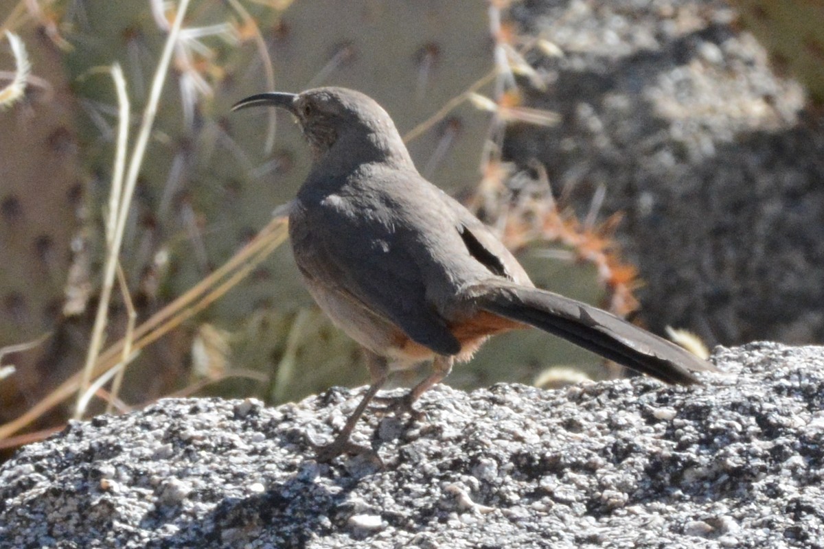 mesquitespottefugl - ML424871061