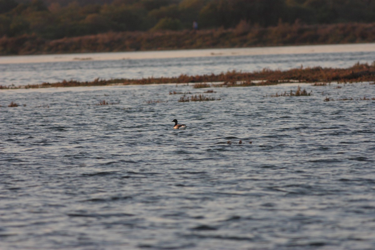 Brant - ML42487221