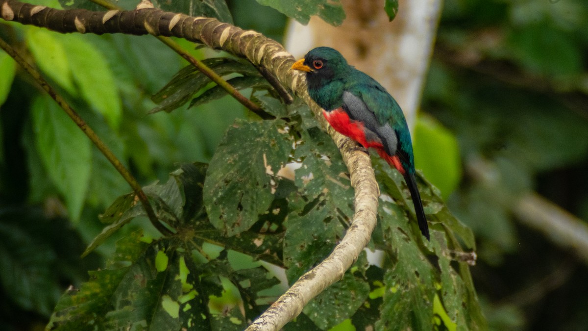 Black-tailed Trogon - ML424875841