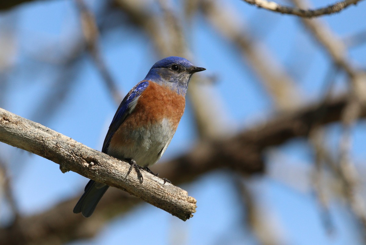 Western Bluebird - Manuel Duran