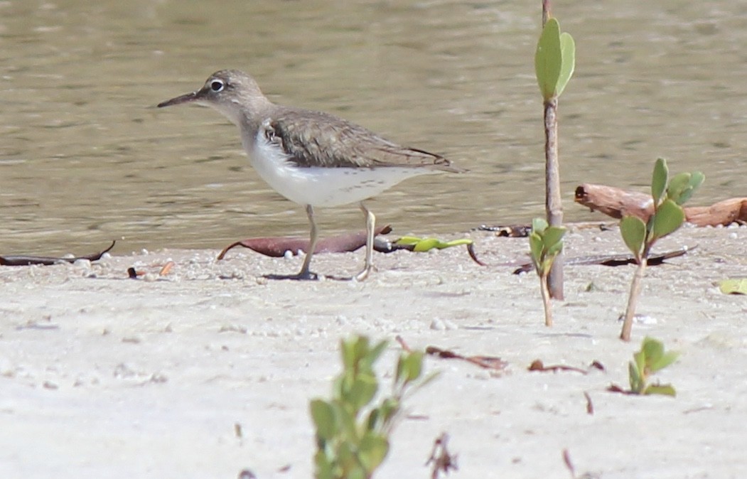 Spotted Sandpiper - ML424879401