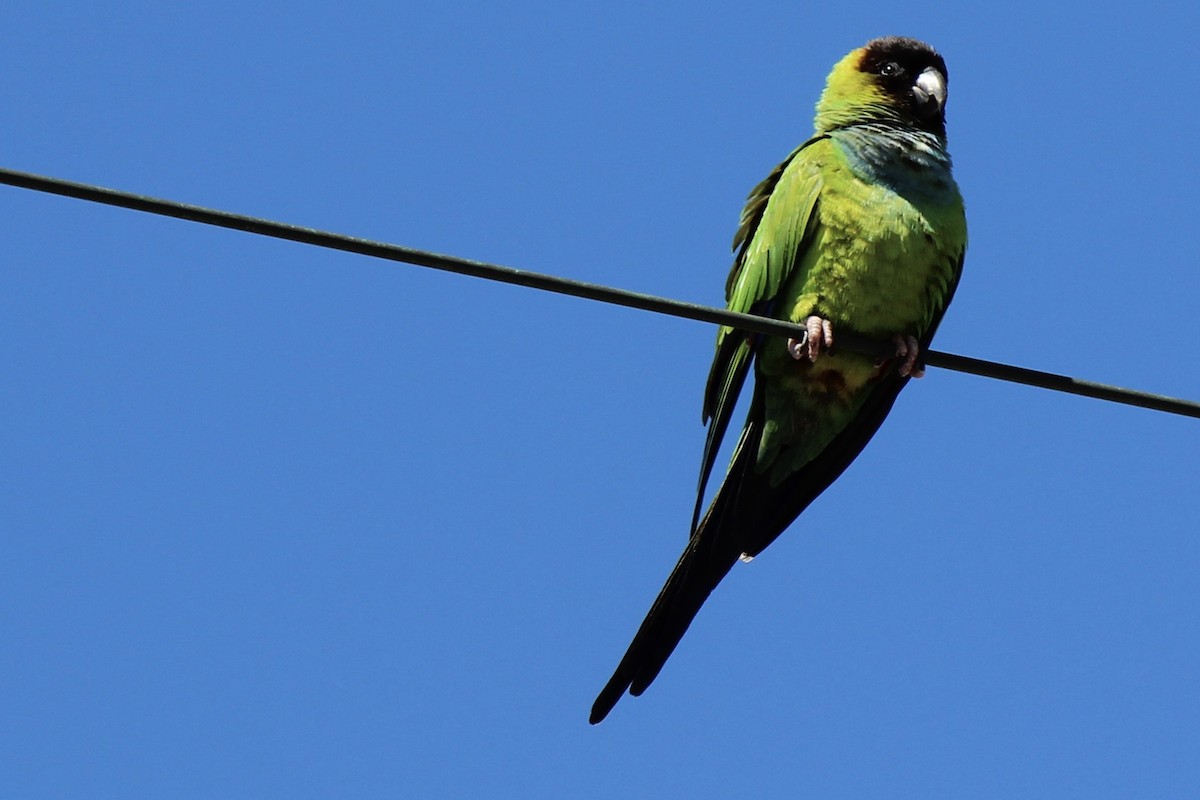 Nanday Parakeet - ML424879791