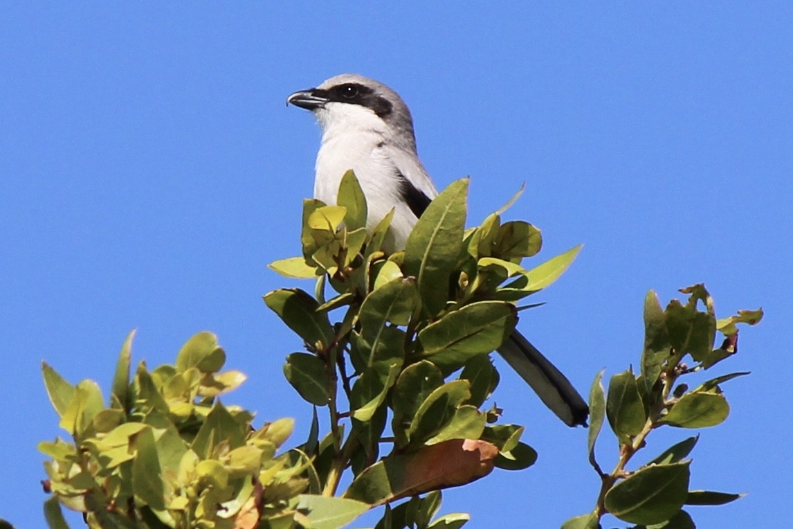 Loggerhead Shrike - ML424879881