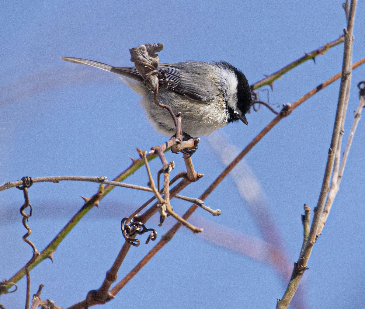 Carolina Chickadee - ML424879911