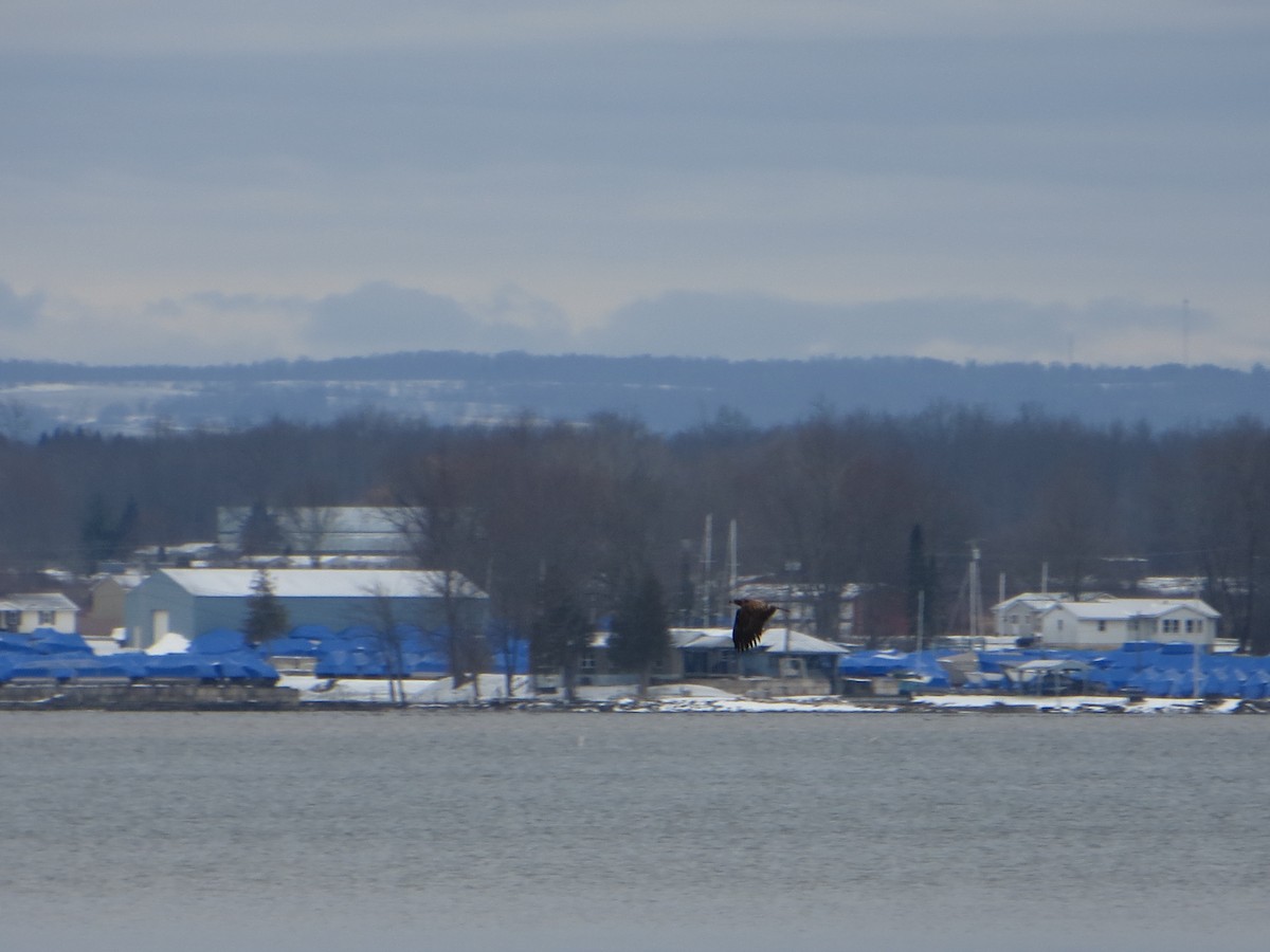 Bald Eagle - ML424880271