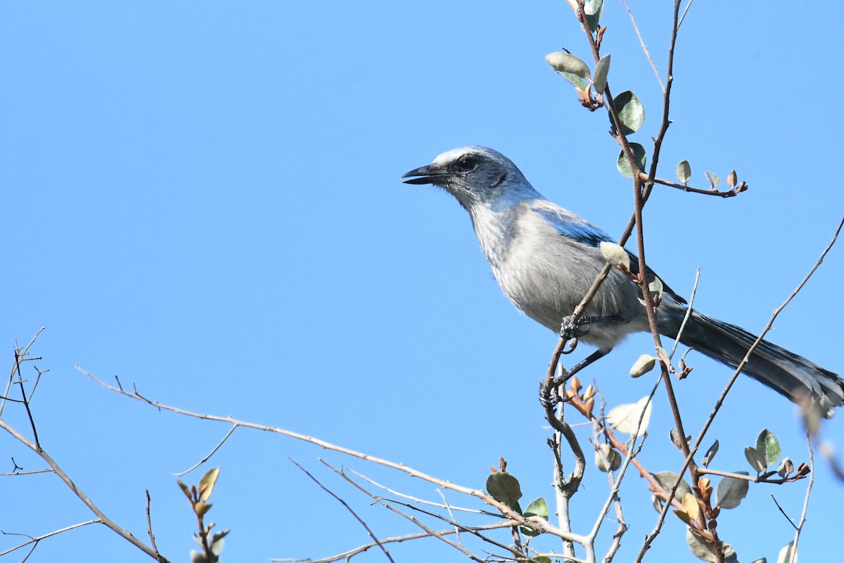 Florida Scrub-Jay - ML424881081