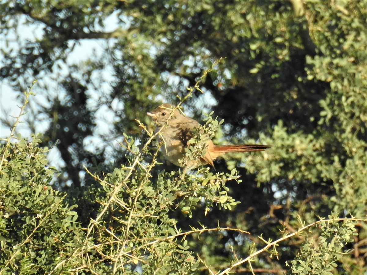 Short-billed Canastero - Pablo Alejandro Pla