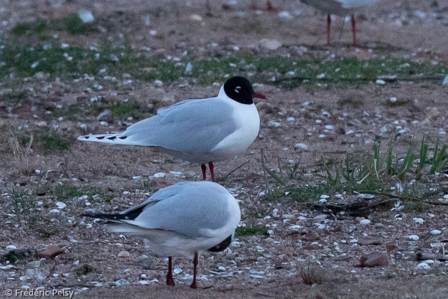 Black-headed x Mediterranean Gull (hybrid) - ML424883861