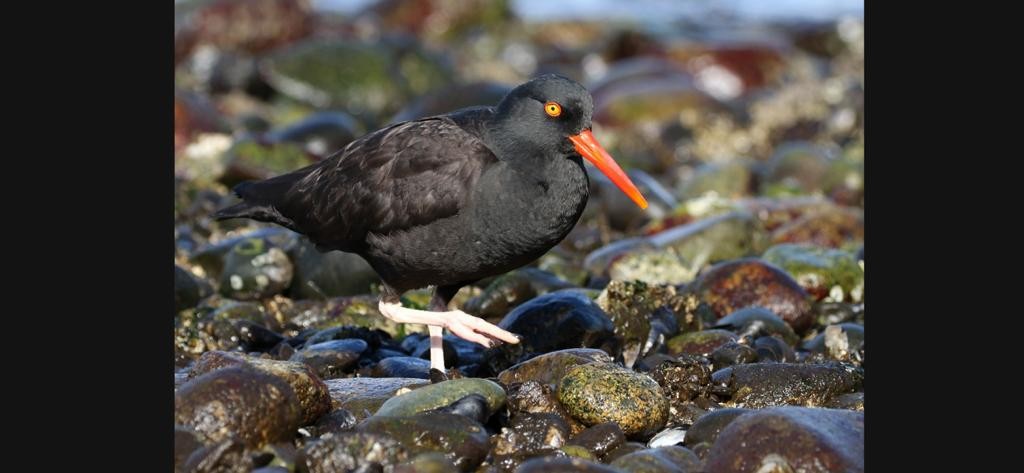 Black Oystercatcher - ML424884051