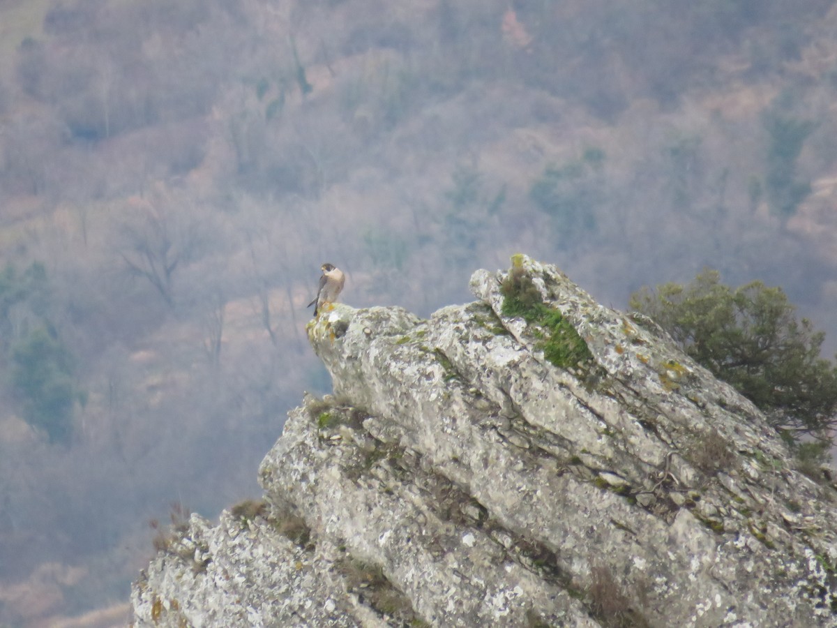 Peregrine Falcon - Miguel  Berkemeier