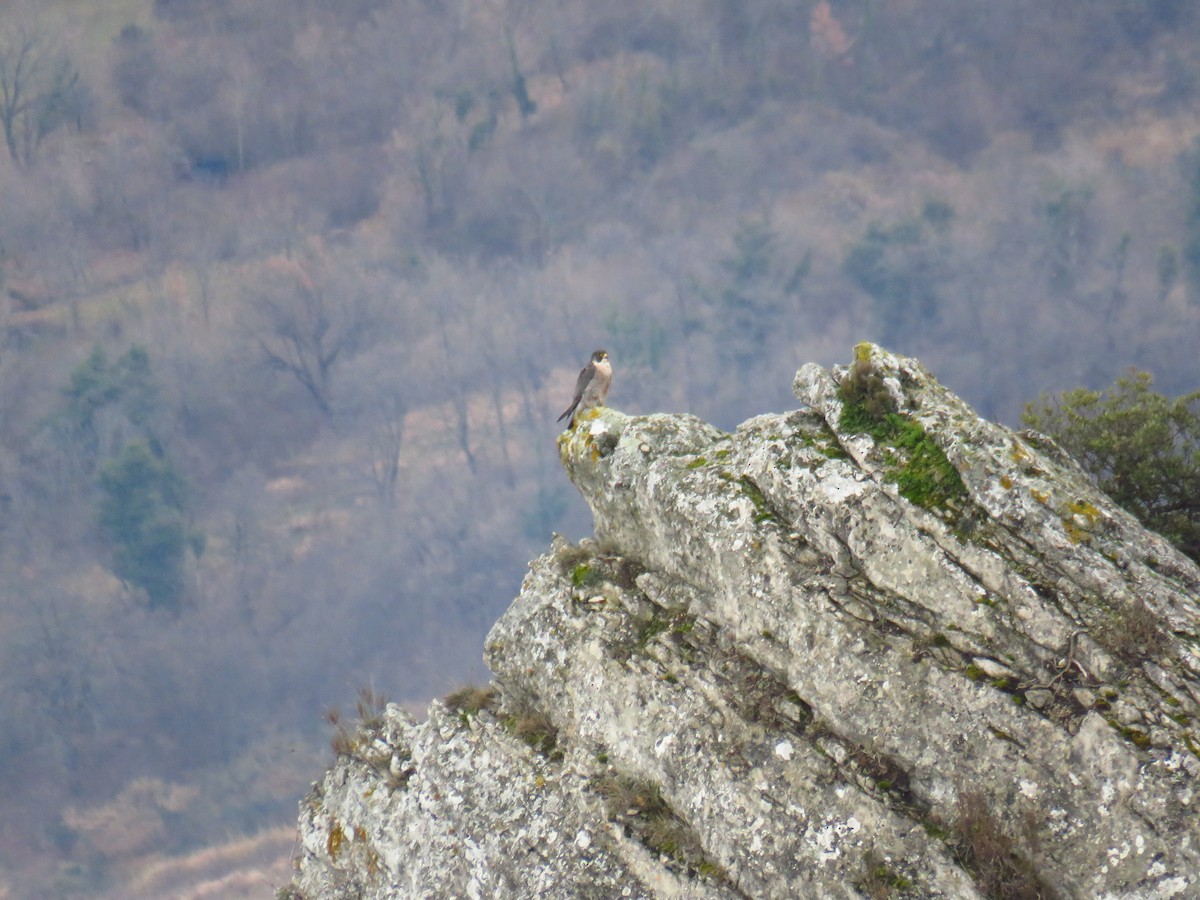 Peregrine Falcon - Miguel  Berkemeier