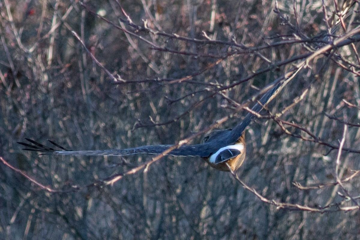 Aguilucho de Hudson - ML42488741