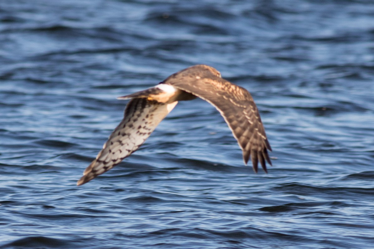 Aguilucho de Hudson - ML42488761